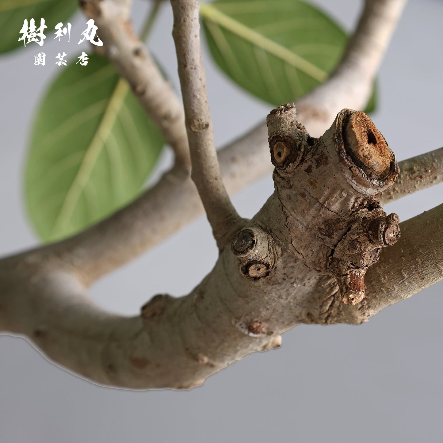 横へ、深く - フィカス　ベンガレンシス