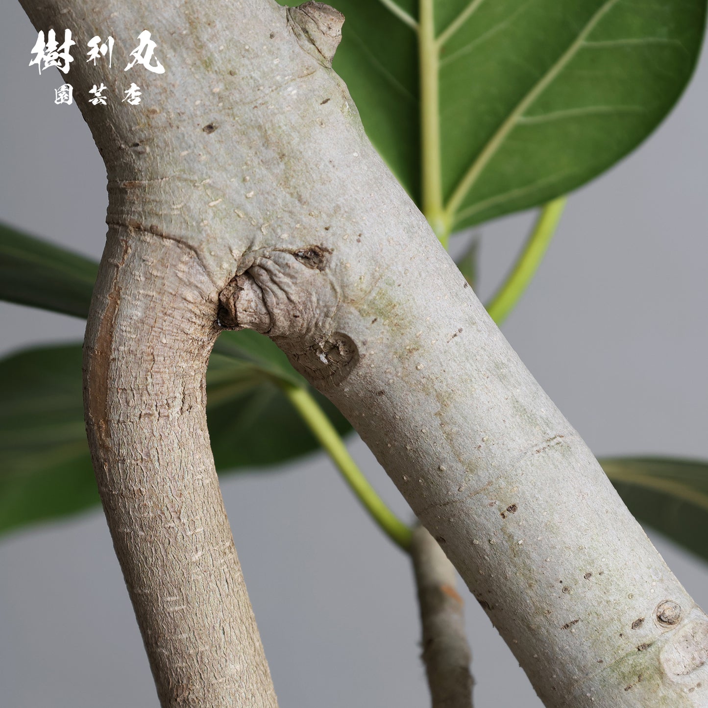 横へ、深く - フィカス　ベンガレンシス