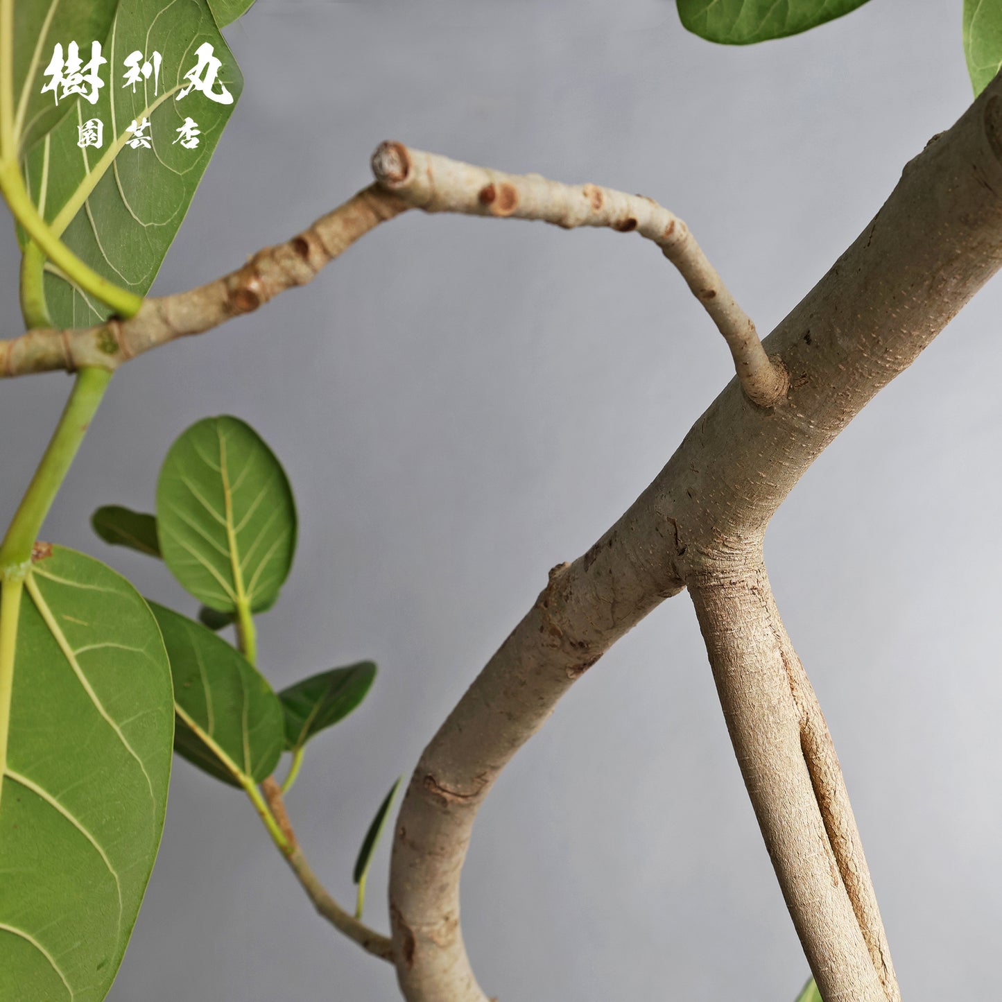 横へ、深く - フィカス　ベンガレンシス