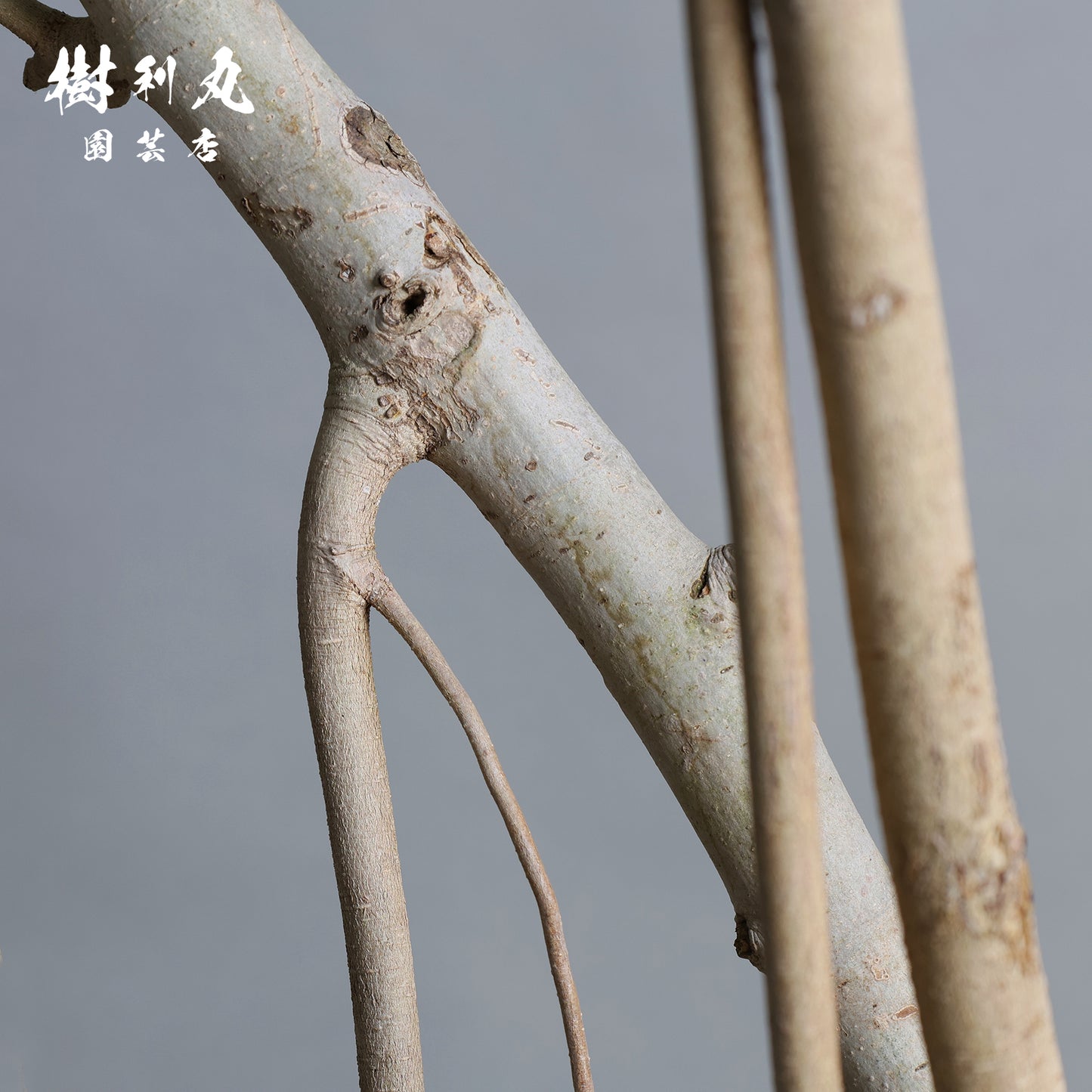 横へ、深く - フィカス　ベンガレンシス