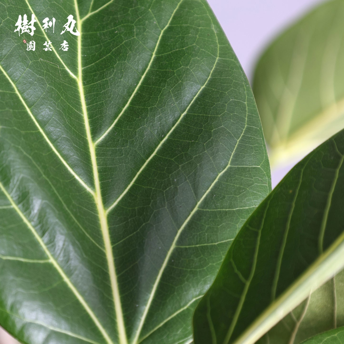 横へ、深く - フィカス　ベンガレンシス