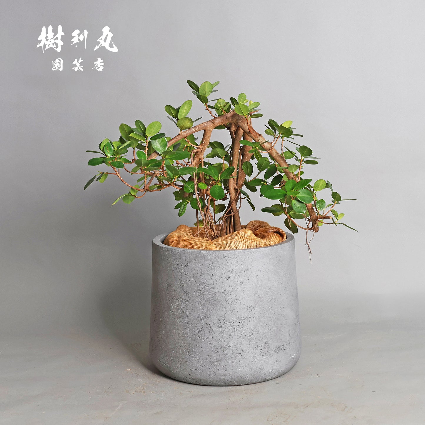 時を味方にする幹- ガジュマル