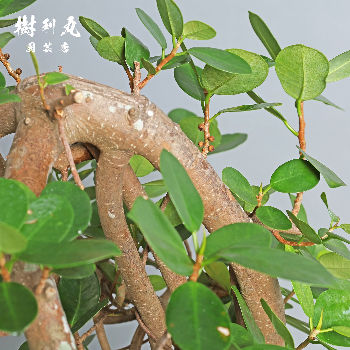 時を味方にする幹- ガジュマル