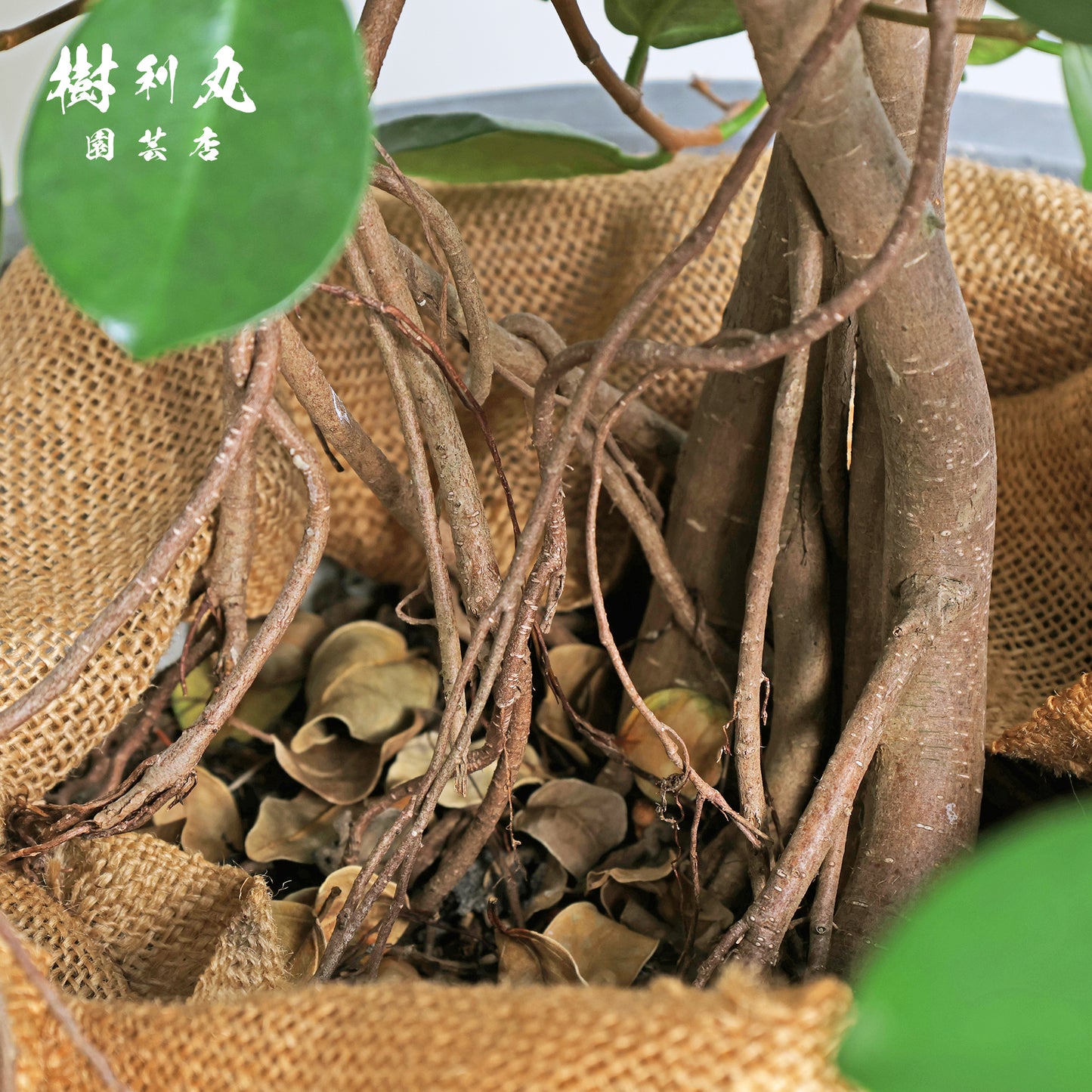 時を味方にする幹- ガジュマル