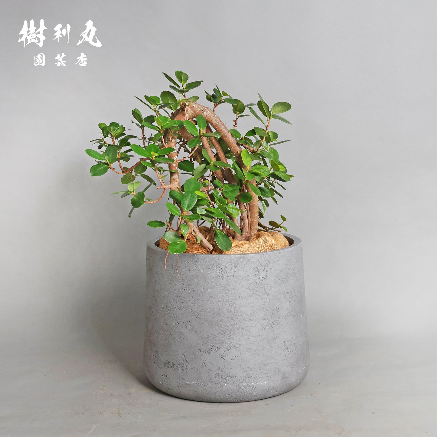 時を味方にする幹- ガジュマル