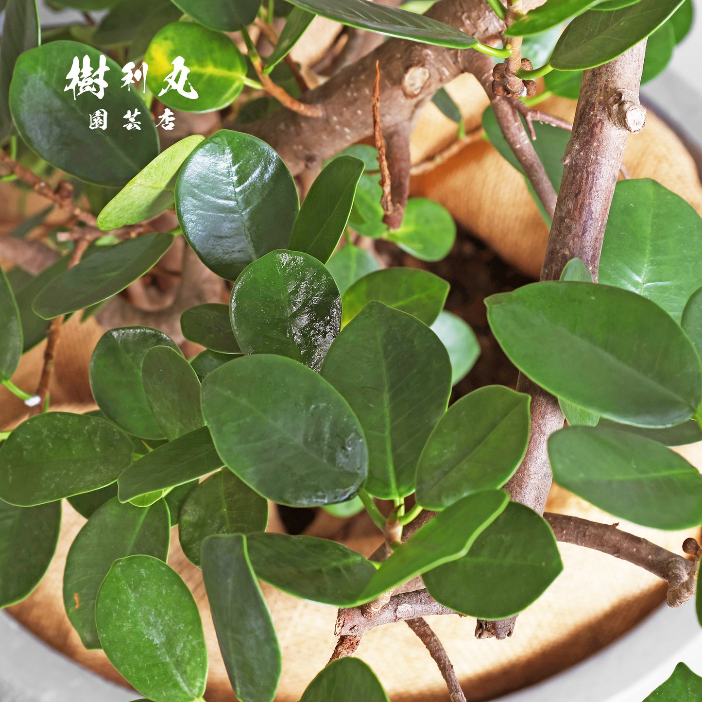 時を味方にする幹- ガジュマル