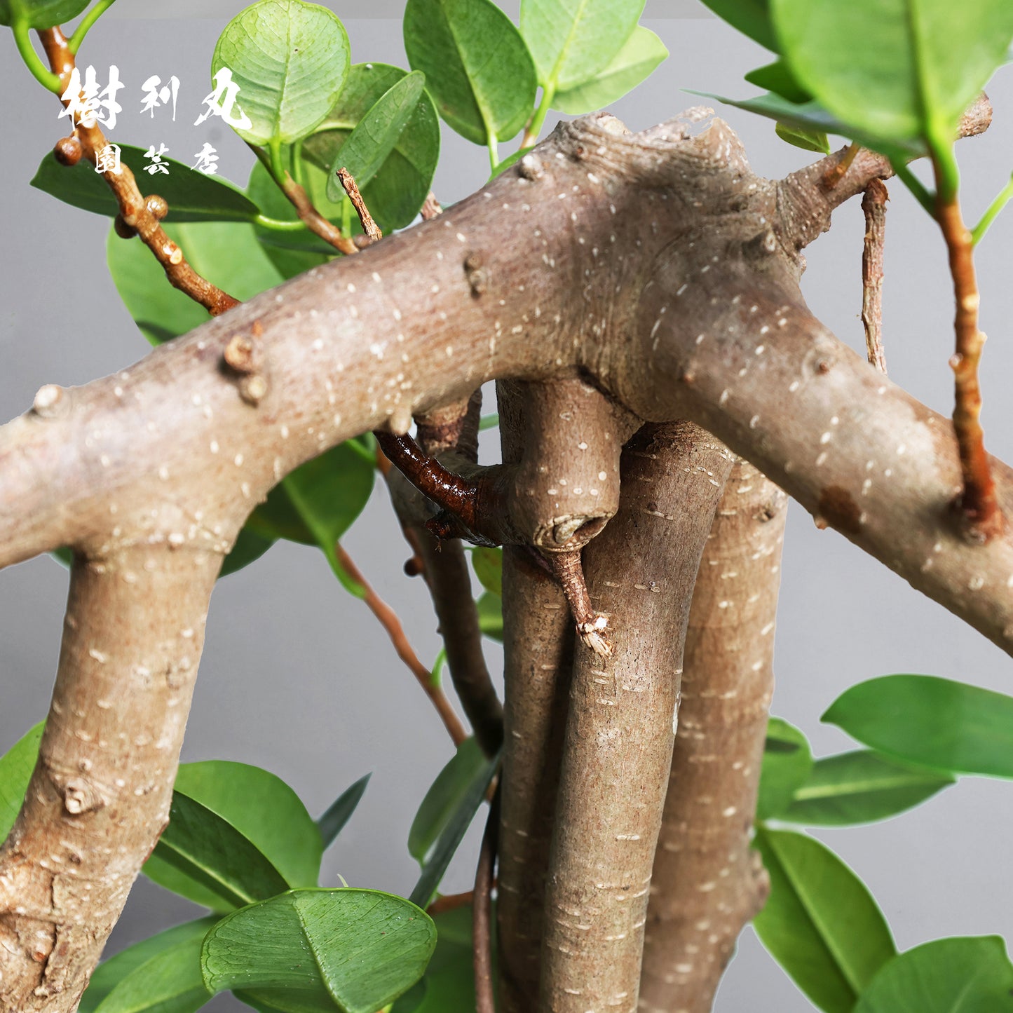 時を味方にする幹- ガジュマル