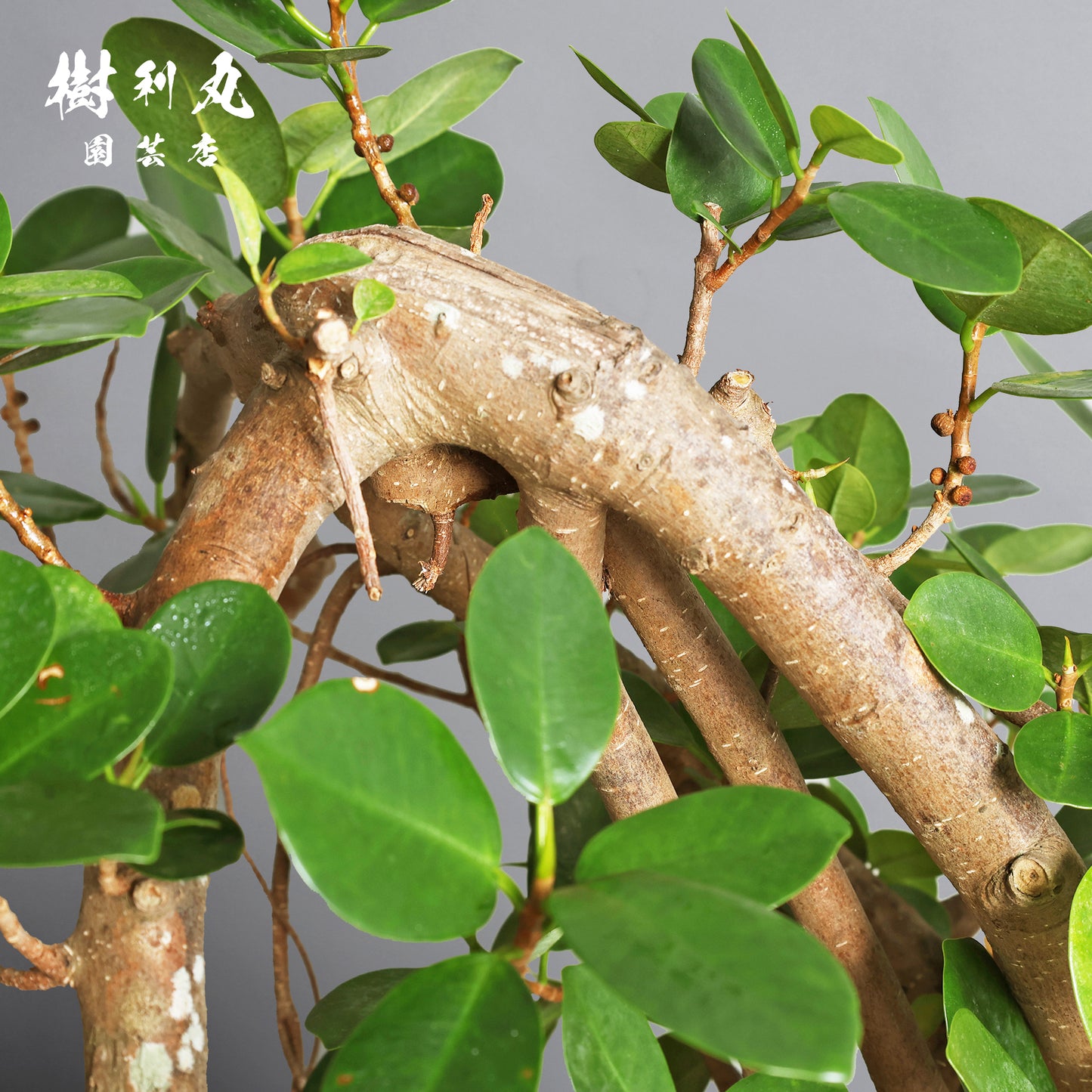 時を味方にする幹- ガジュマル