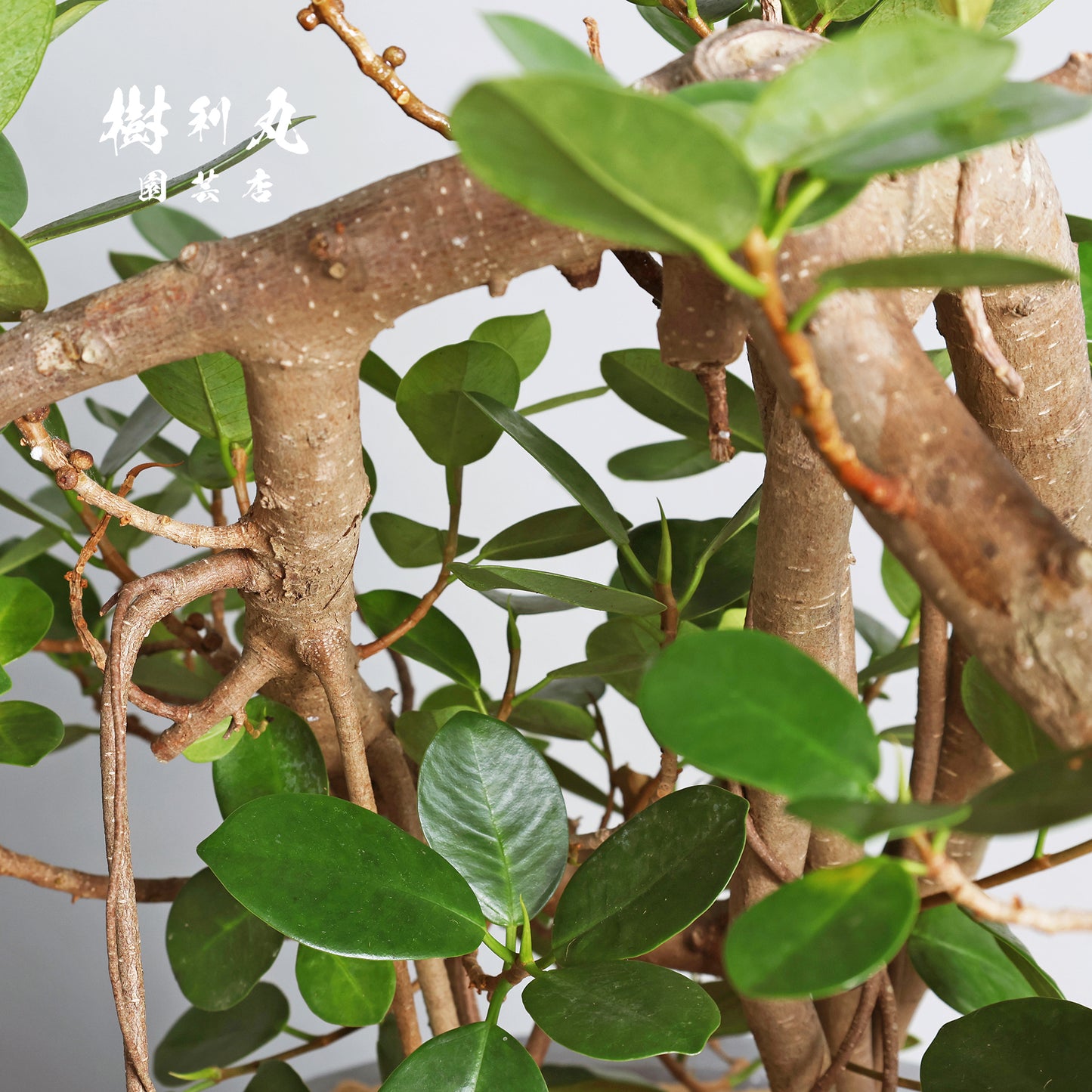 時を味方にする幹- ガジュマル