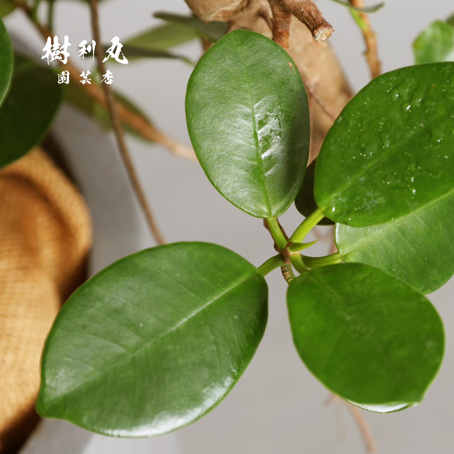 時を味方にする幹- ガジュマル