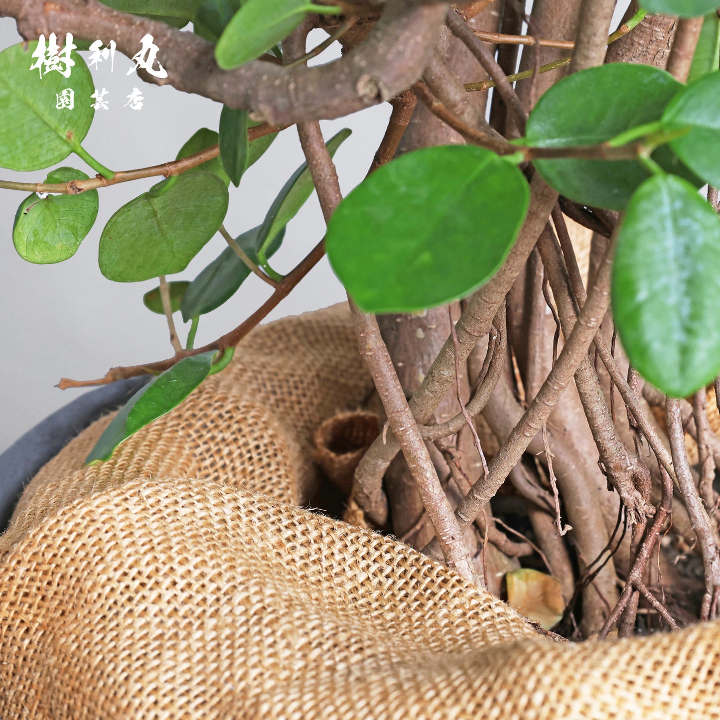 時を味方にする幹- ガジュマル