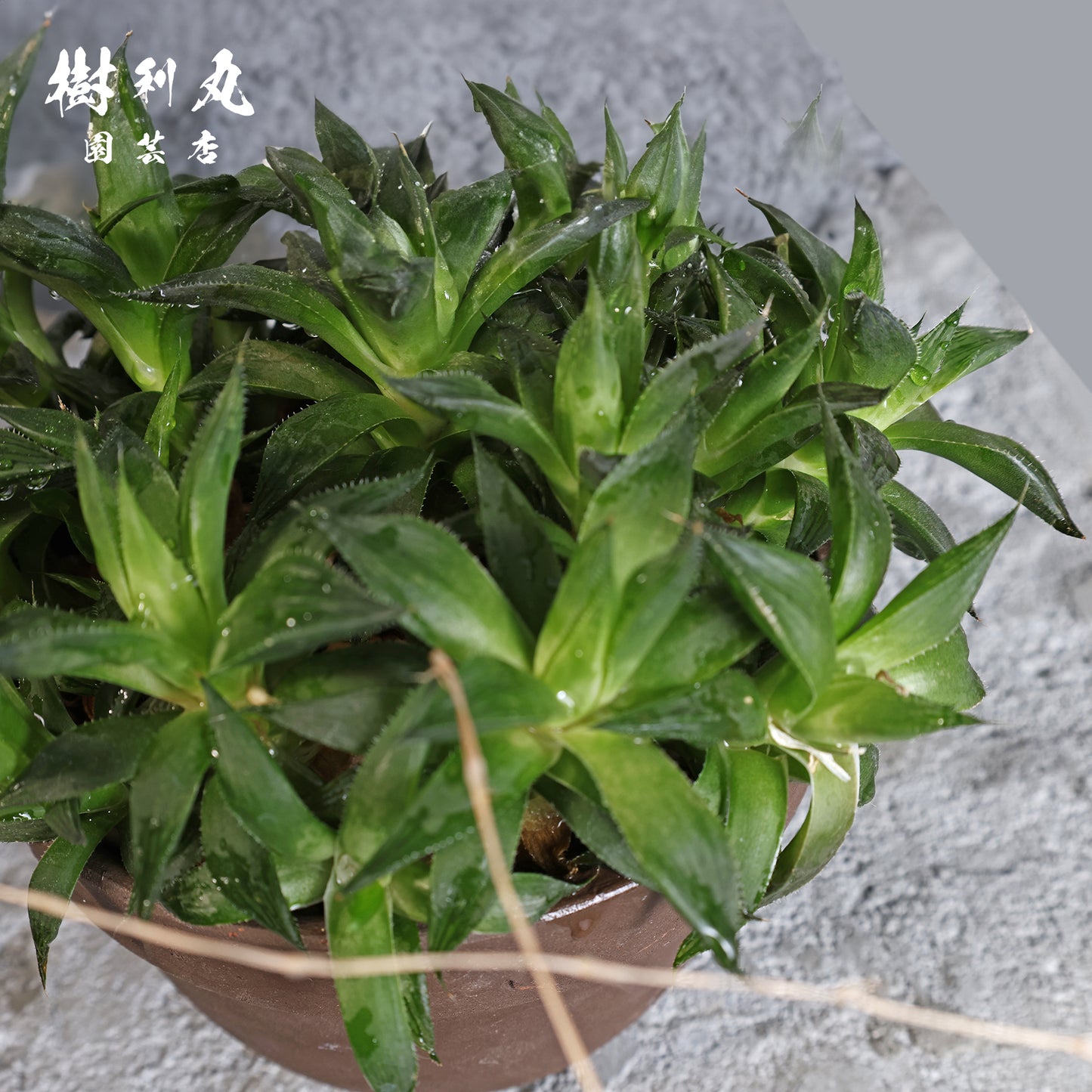 密やかに、力を結ぶ - ハオルチア