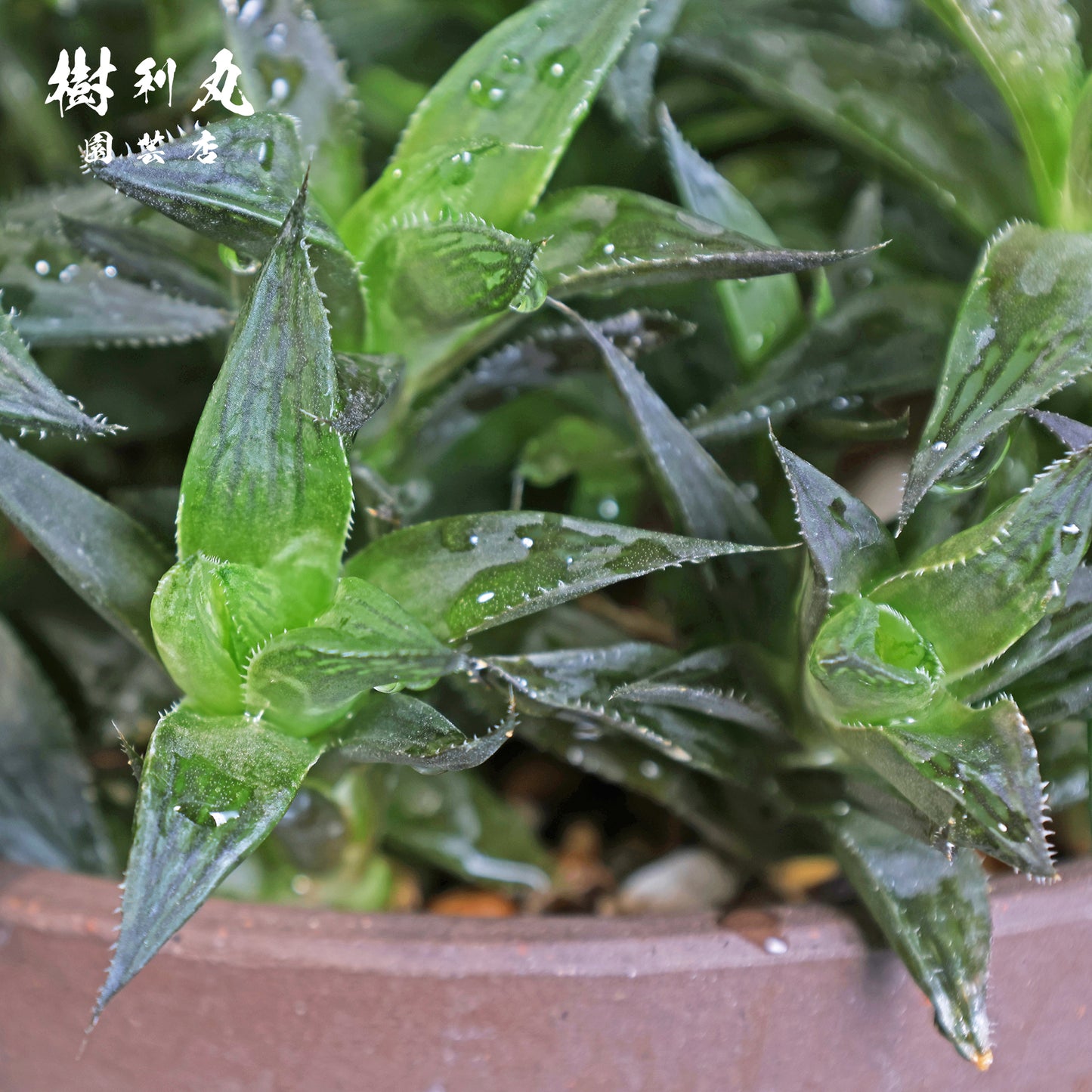 密やかに、力を結ぶ - ハオルチア