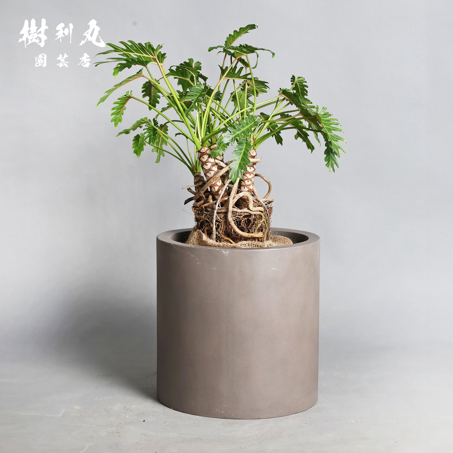 混線のなかに、強さ宿す - クッカバラ