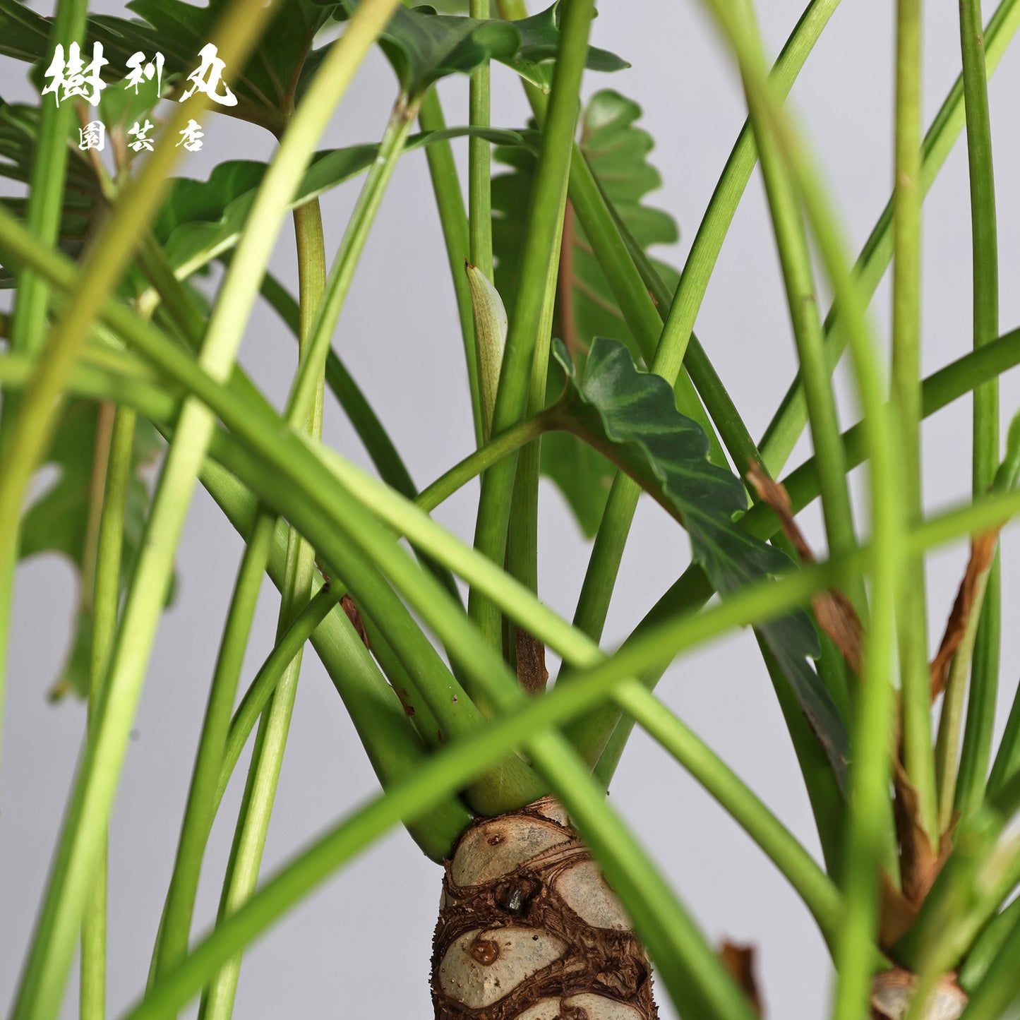 混線のなかに、強さ宿す - クッカバラ