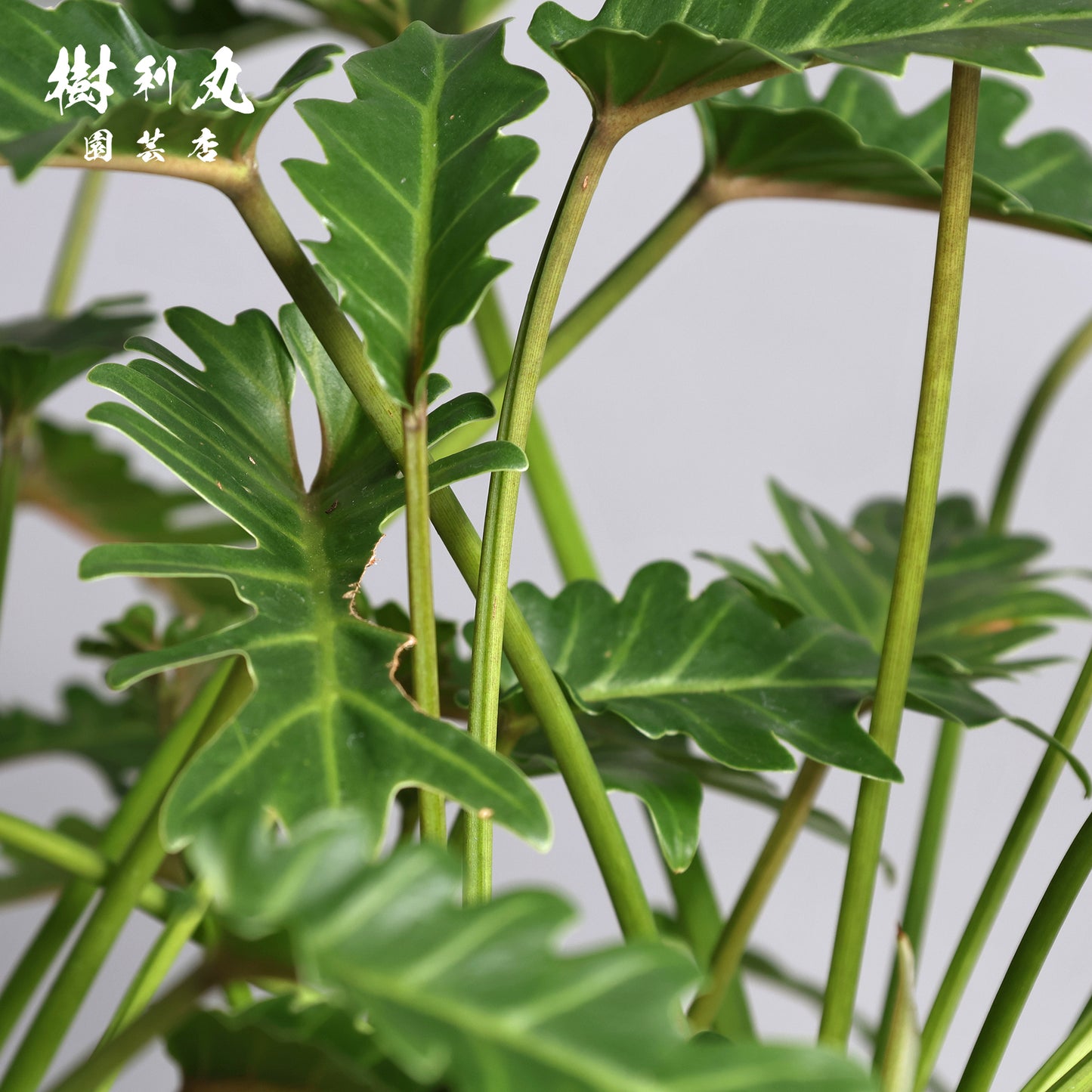 混線のなかに、強さ宿す - クッカバラ