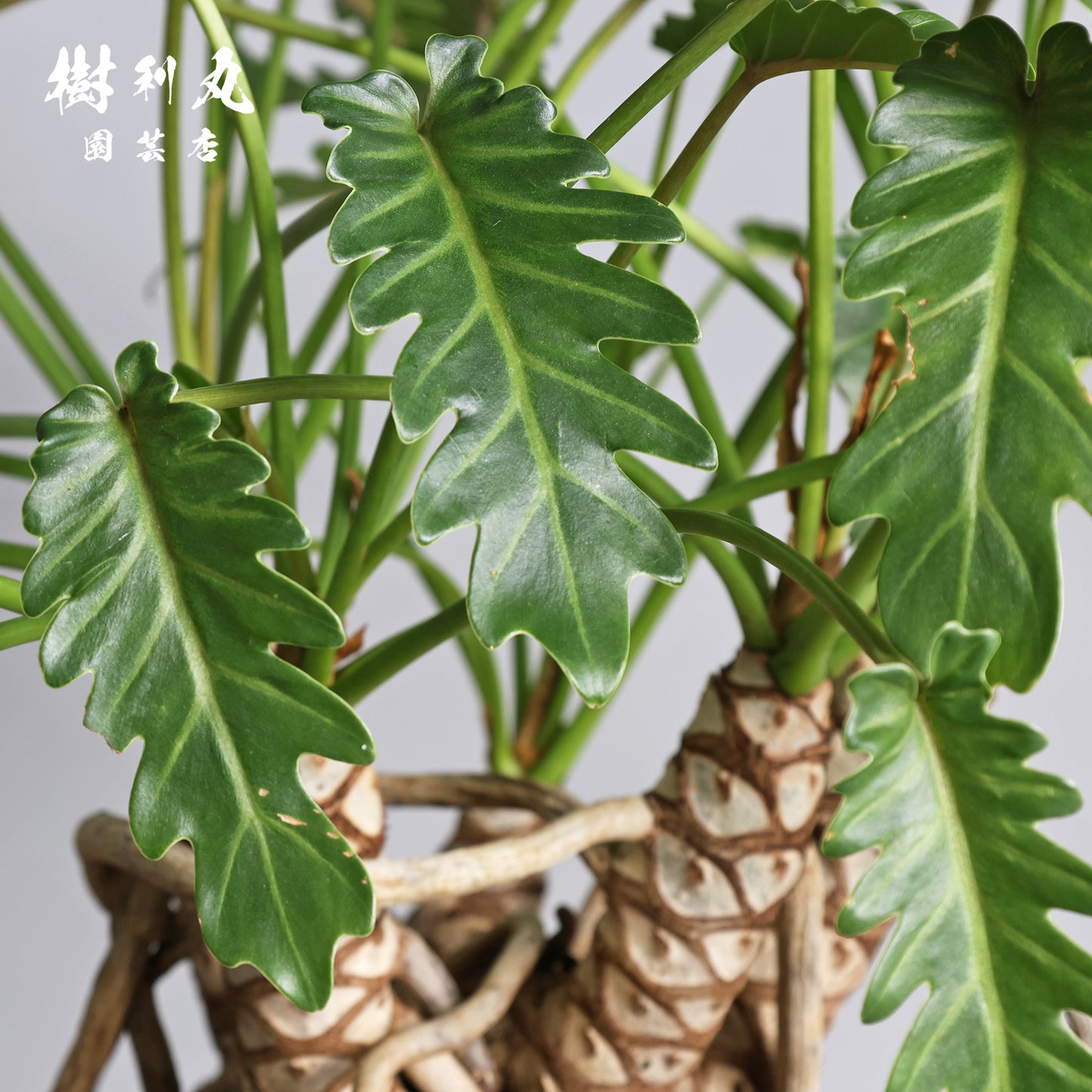 混線のなかに、強さ宿す - クッカバラ