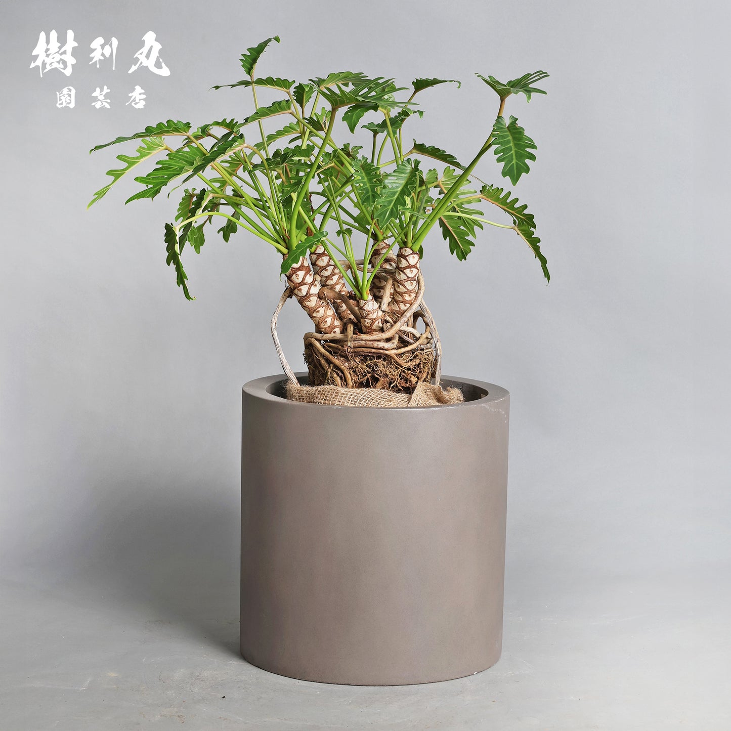 混線のなかに、強さ宿す - クッカバラ