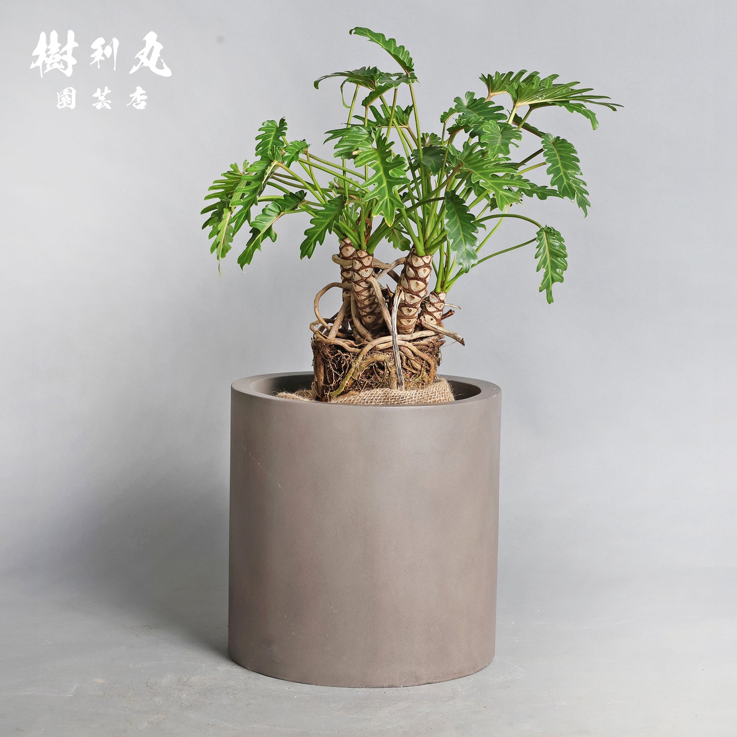 混線のなかに、強さ宿す - クッカバラ