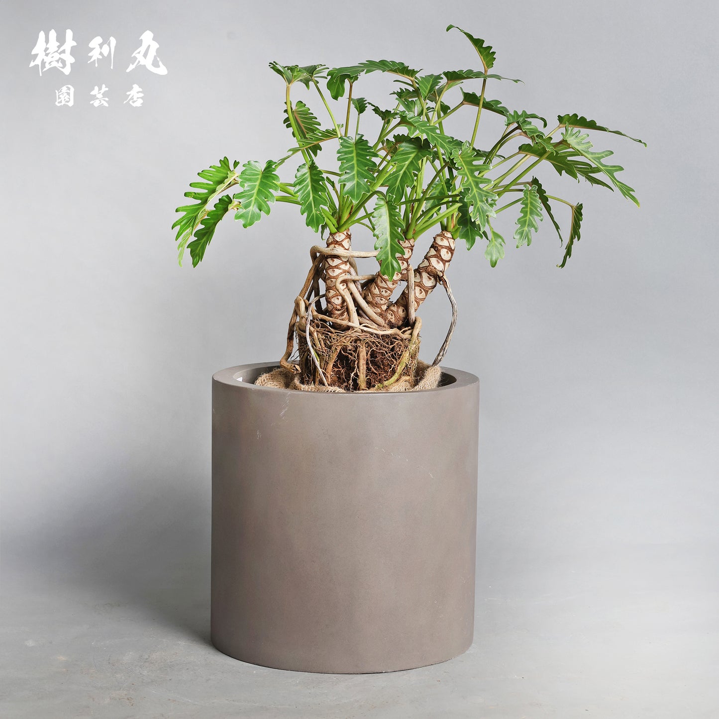 混線のなかに、強さ宿す - クッカバラ