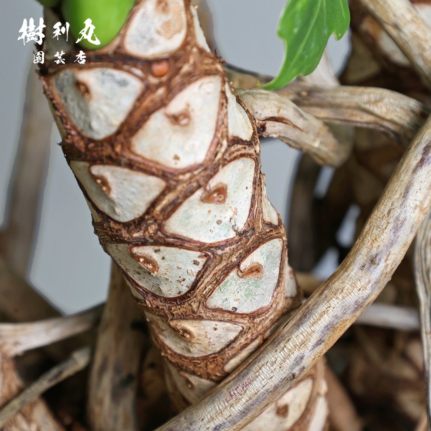 混線のなかに、強さ宿す - クッカバラ