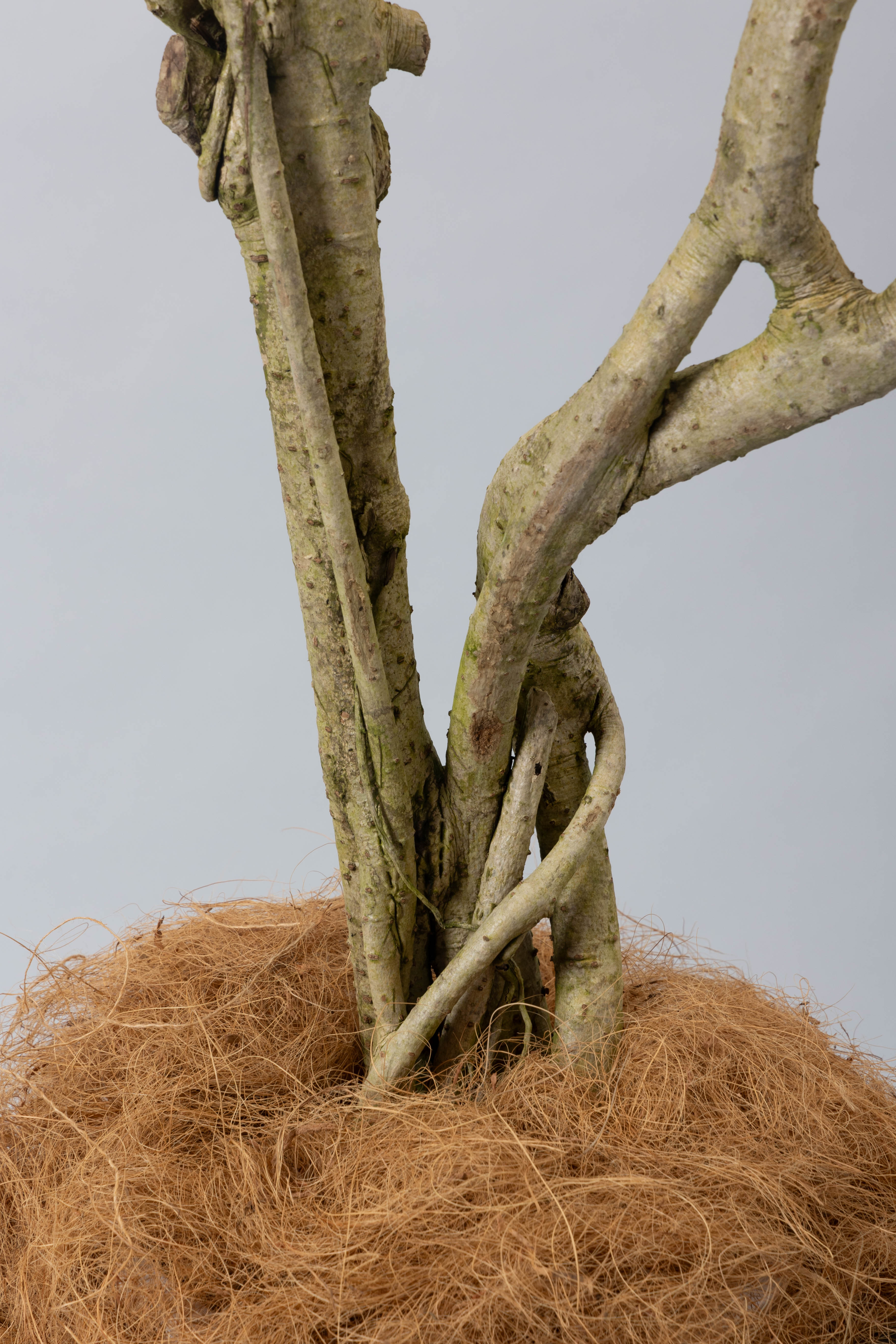 気根立ちシェフレラ – 樹利丸 園芸店