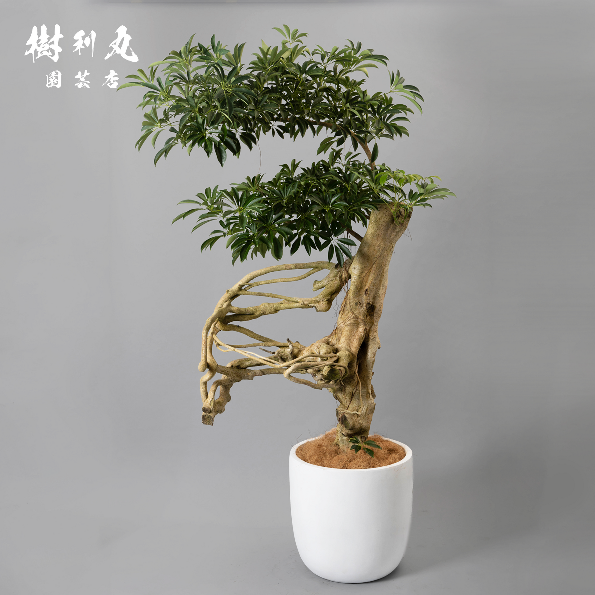 風を纏う骨 - シェフレラ – 樹利丸 園芸店