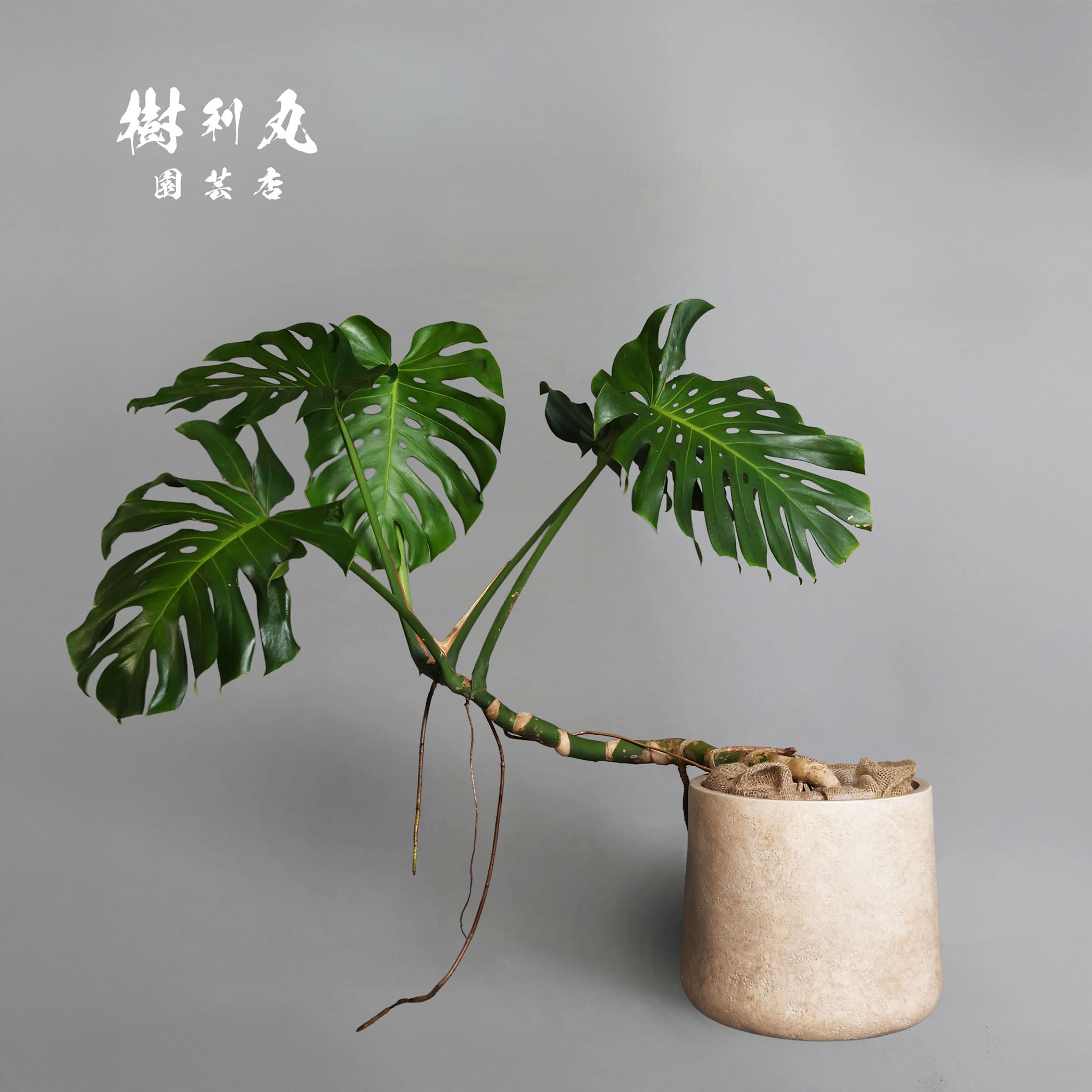 モンステラ｜ 樹利丸 園芸店