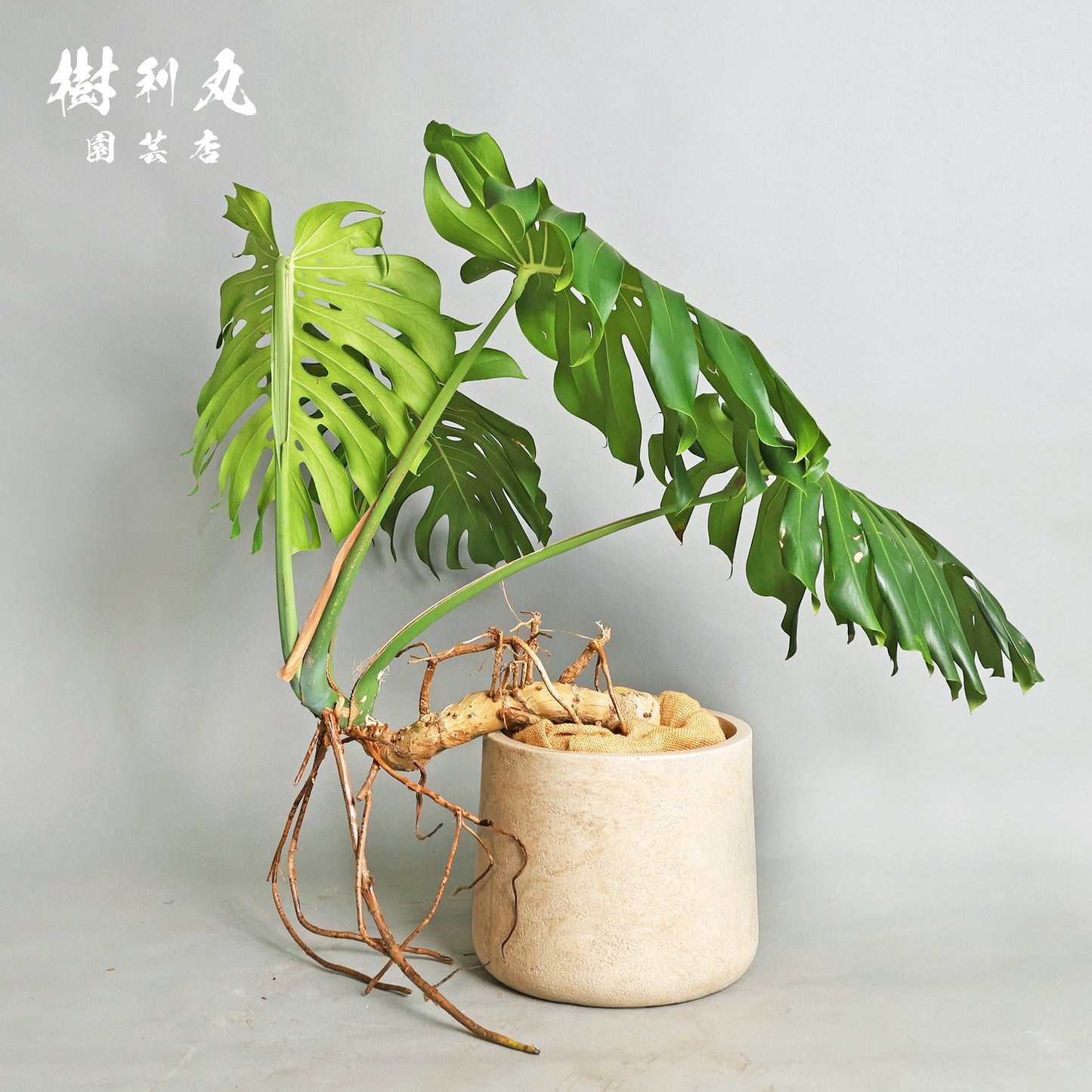 切れ込みに宿る、変革の意志をもつ - モンステラ