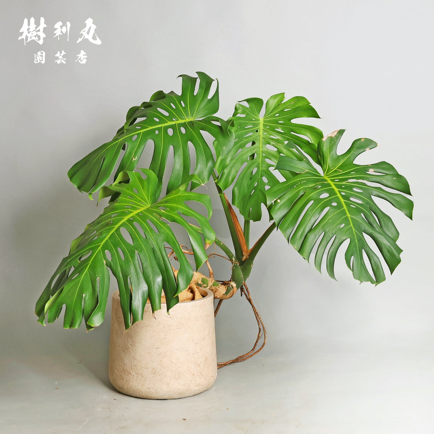 切れ込みに宿る、変革の意志をもつ - モンステラ