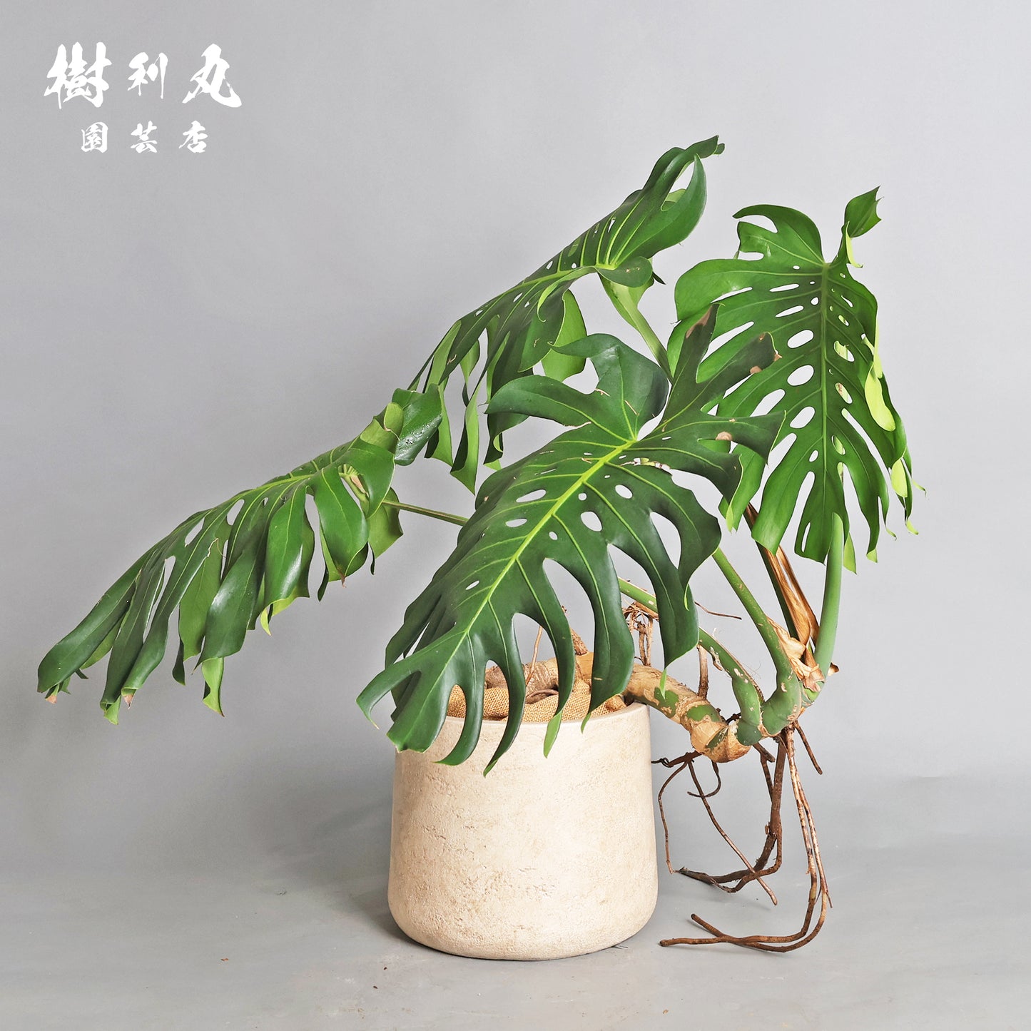 切れ込みに宿る、変革の意志をもつ - モンステラ