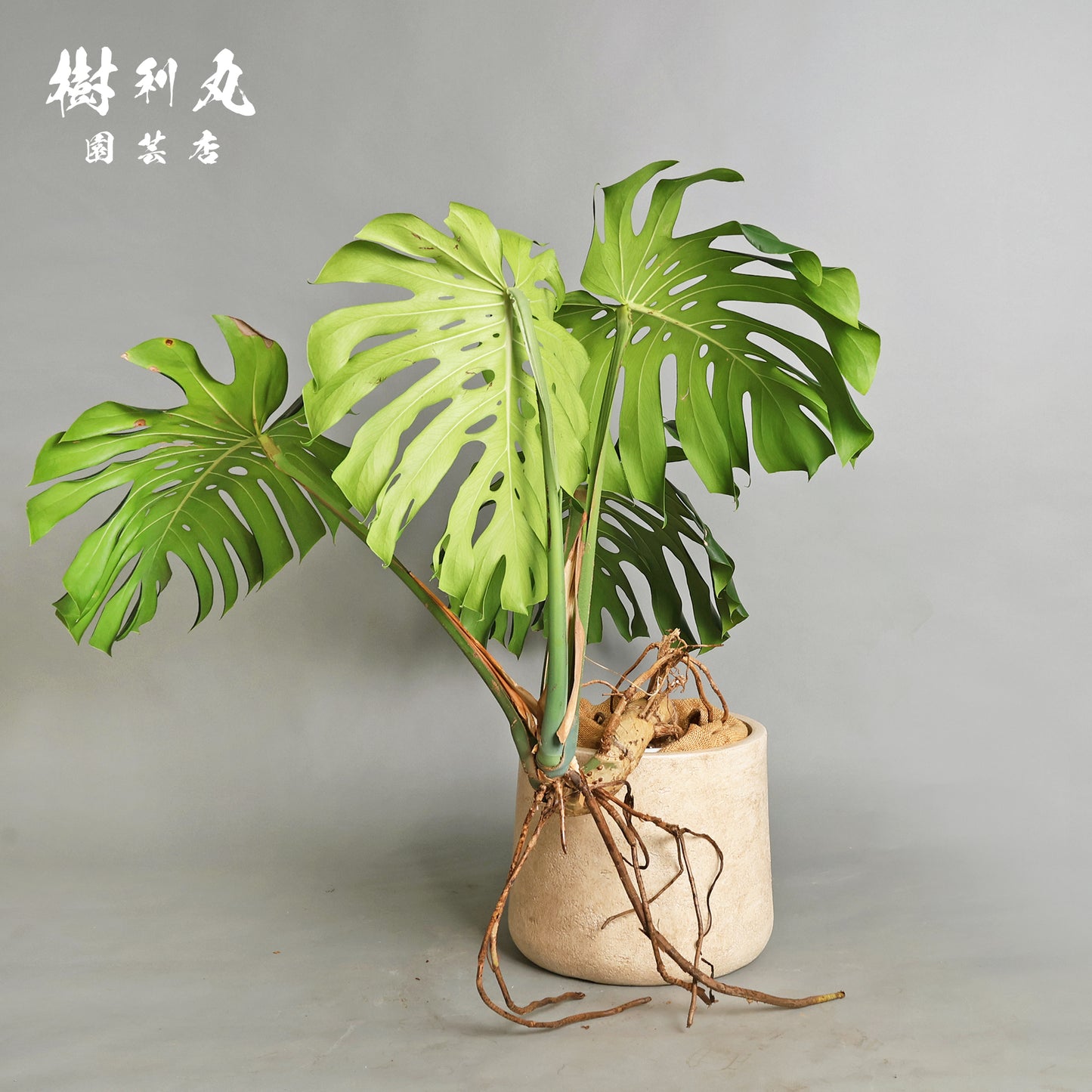 切れ込みに宿る、変革の意志をもつ - モンステラ