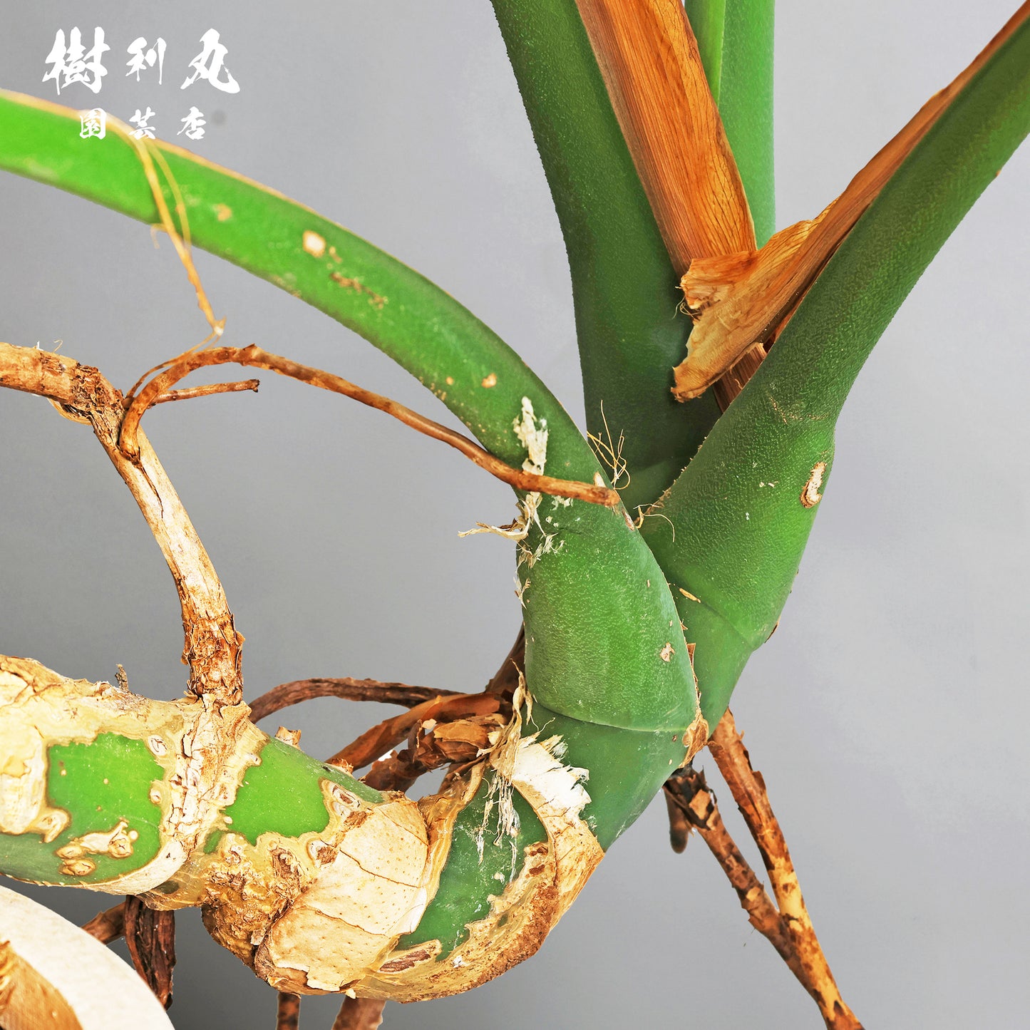 切れ込みに宿る、変革の意志をもつ - モンステラ