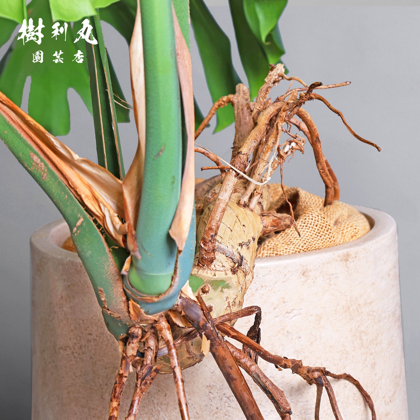 切れ込みに宿る、変革の意志をもつ - モンステラ