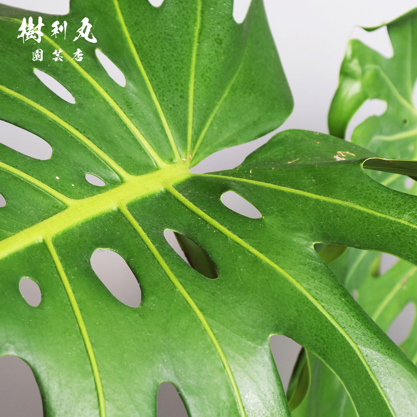 切れ込みに宿る、変革の意志をもつ - モンステラ