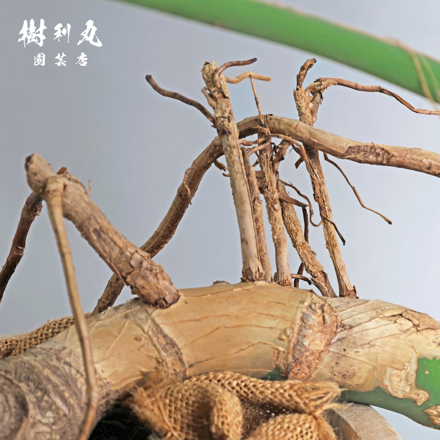 切れ込みに宿る、変革の意志をもつ - モンステラ