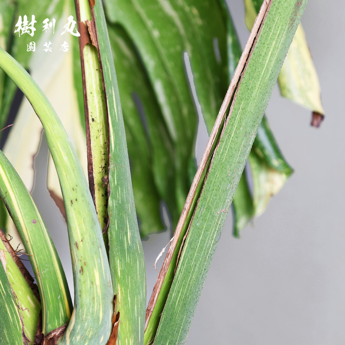 意志という名の色彩 - モンステラ