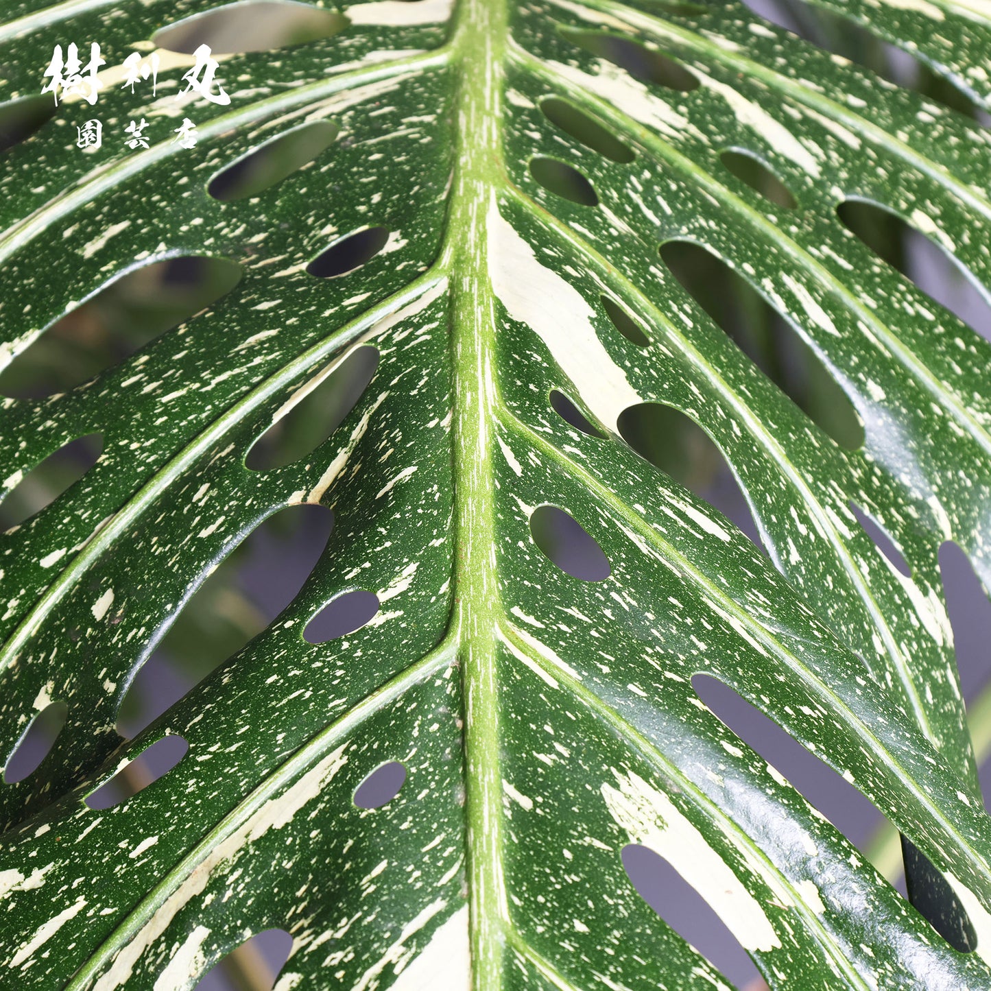 意志という名の色彩 - モンステラ