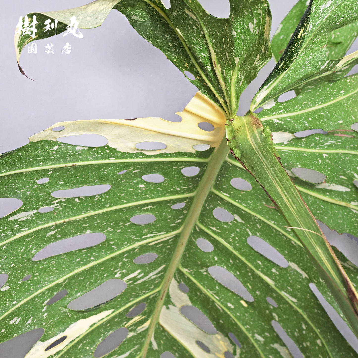 意志という名の色彩 - モンステラ