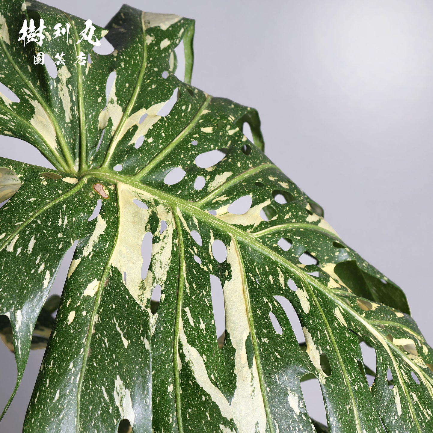 意志という名の色彩 - モンステラ