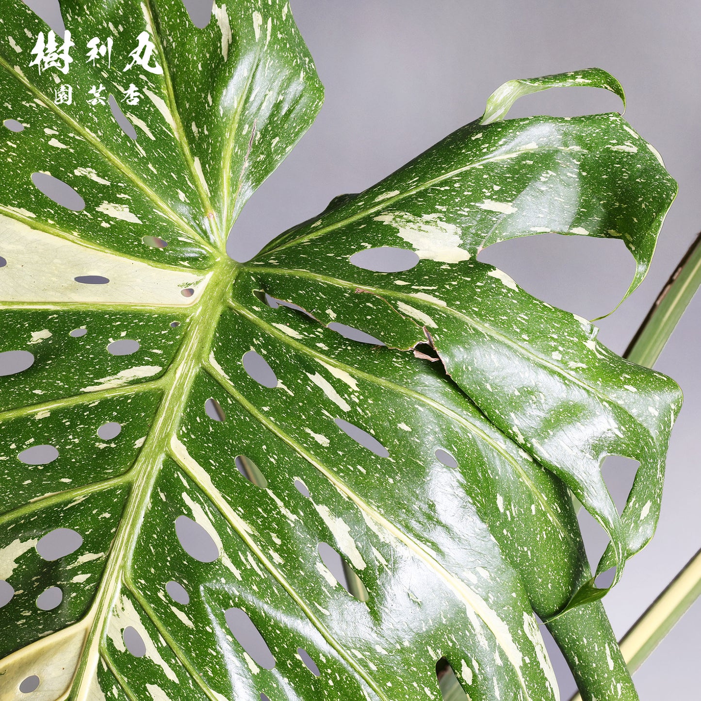 意志という名の色彩 - モンステラ