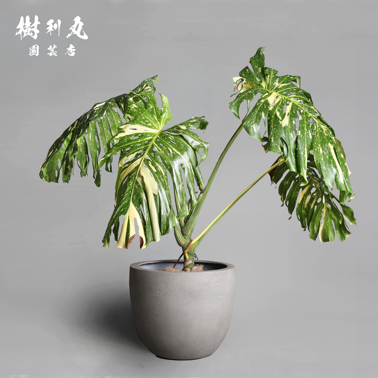 意志という名の色彩 - モンステラ