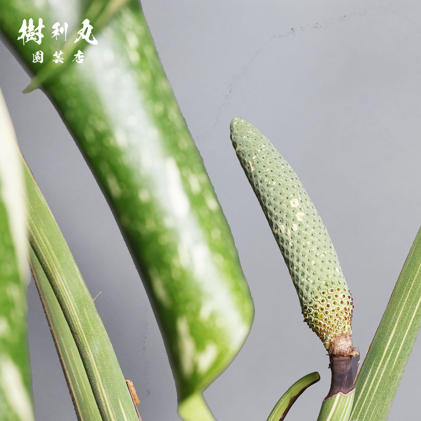 意志という名の色彩 - モンステラ