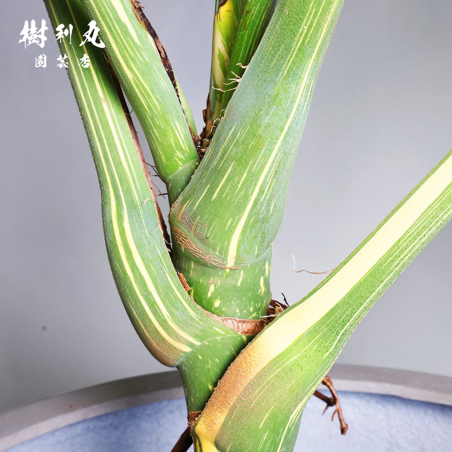 意志という名の色彩 - モンステラ