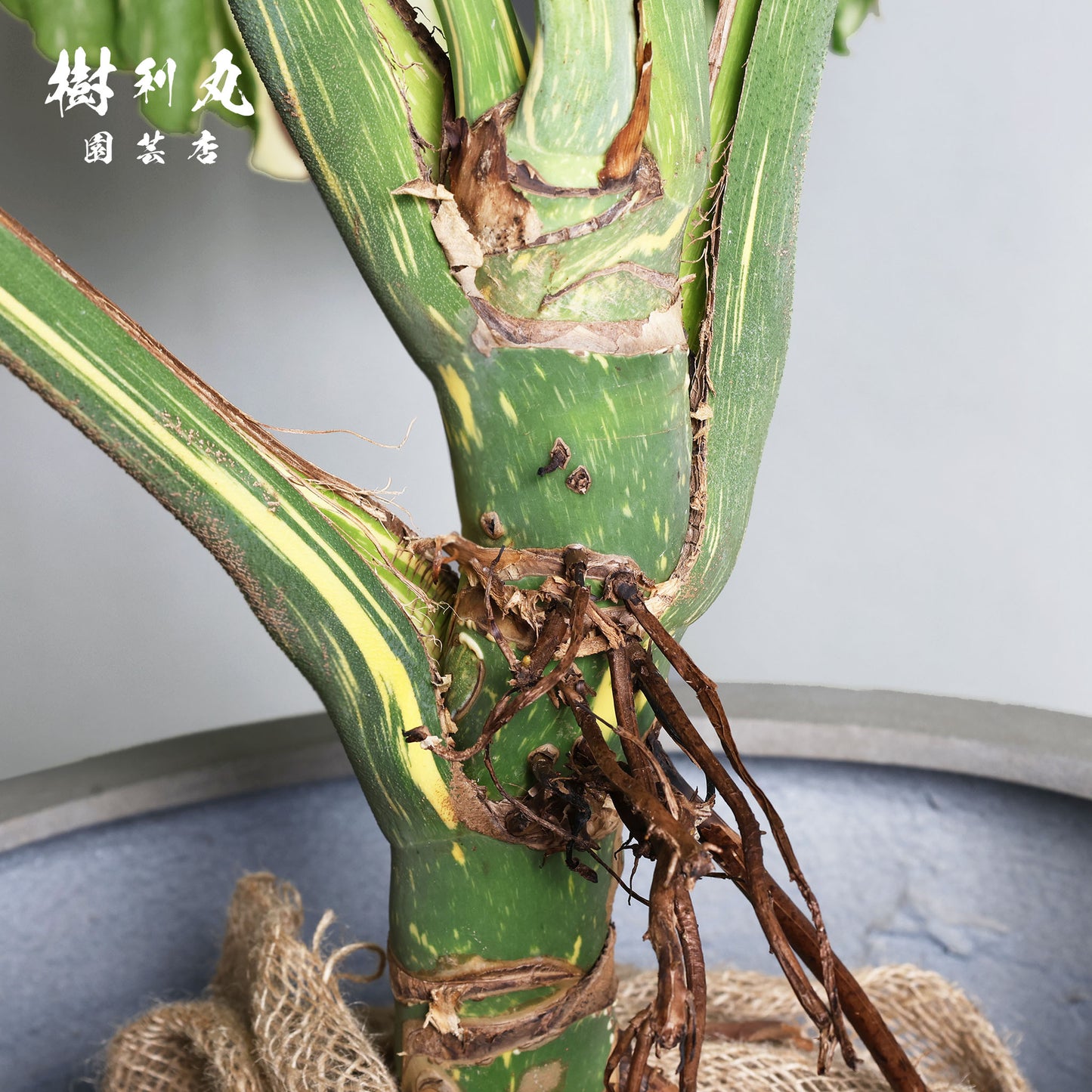 意志という名の色彩 - モンステラ