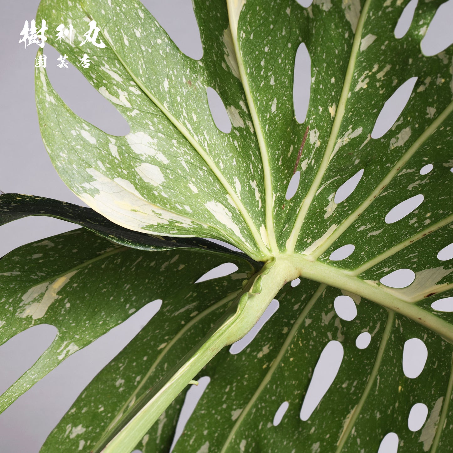 意志という名の色彩 - モンステラ