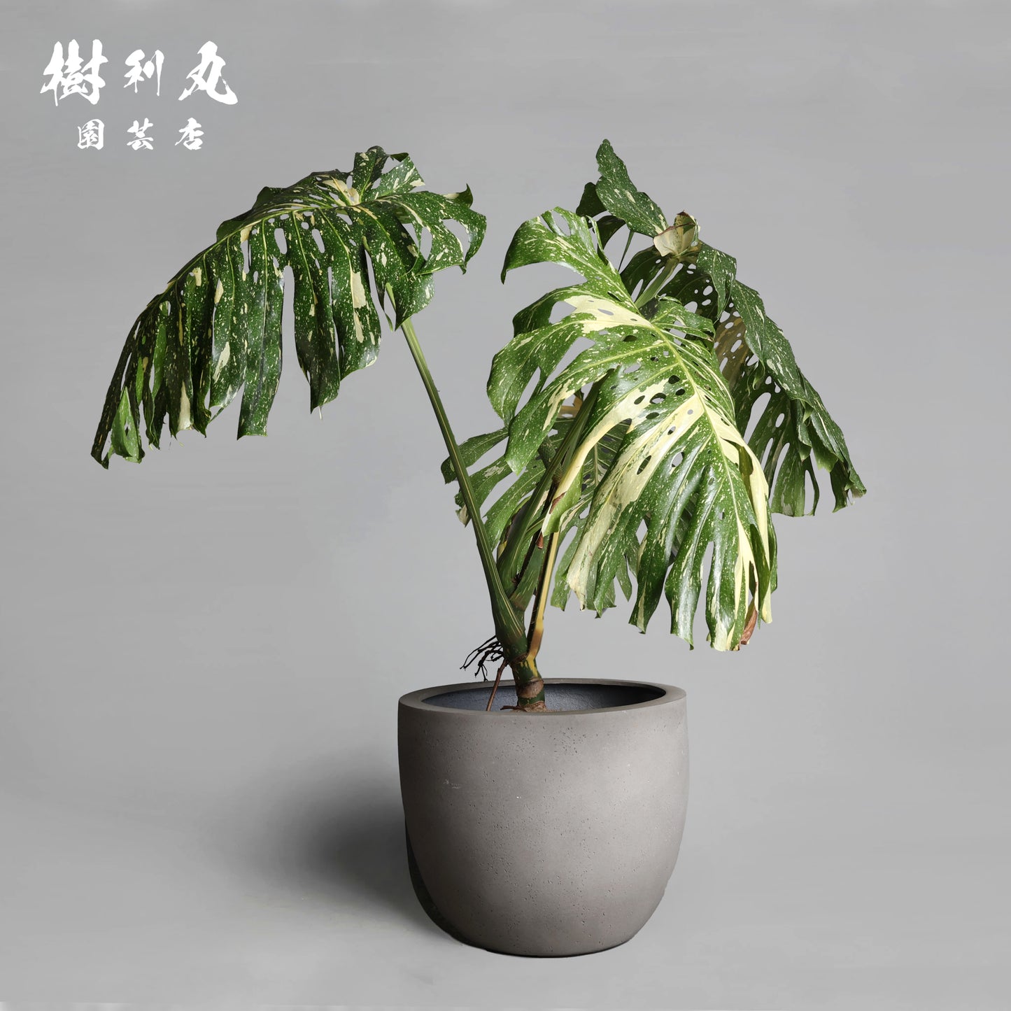 意志という名の色彩 - モンステラ