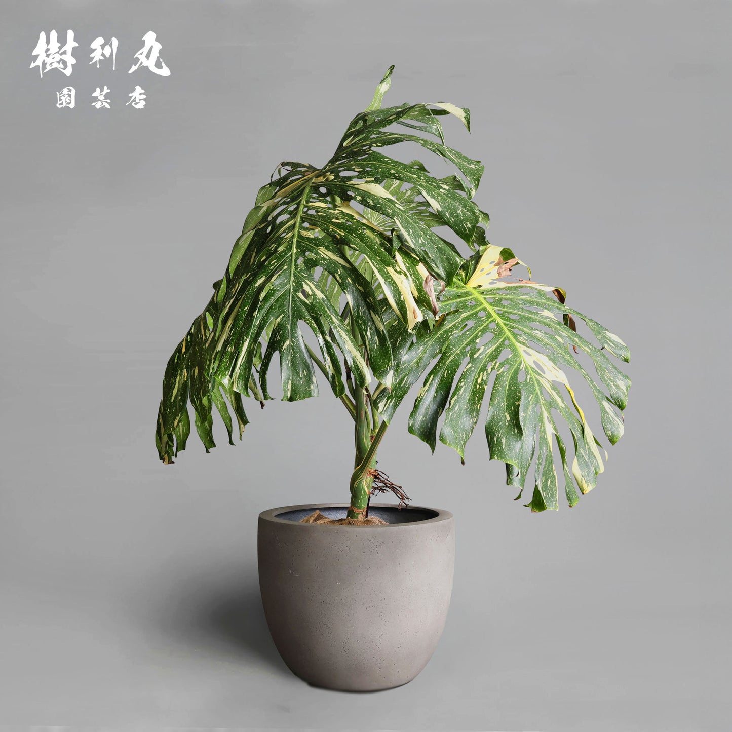 意志という名の色彩 - モンステラ