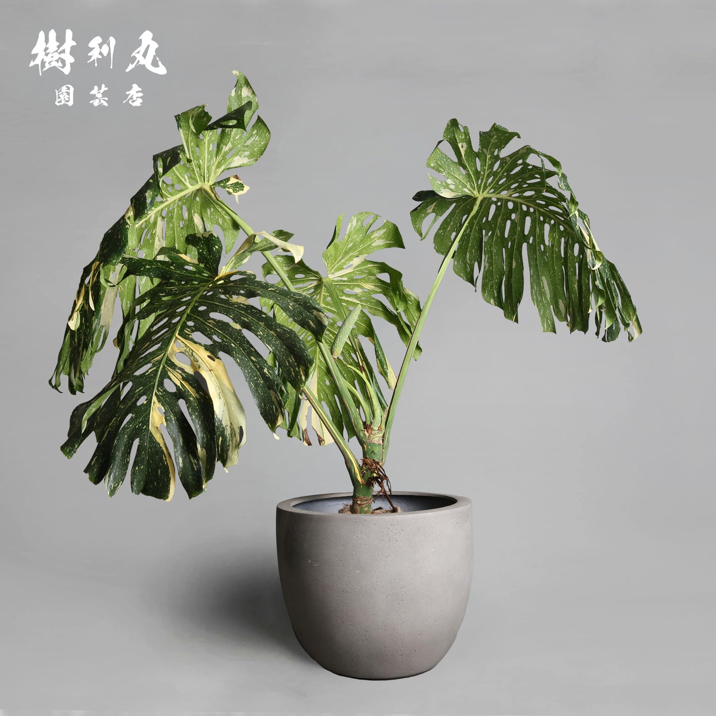 意志という名の色彩 - モンステラ