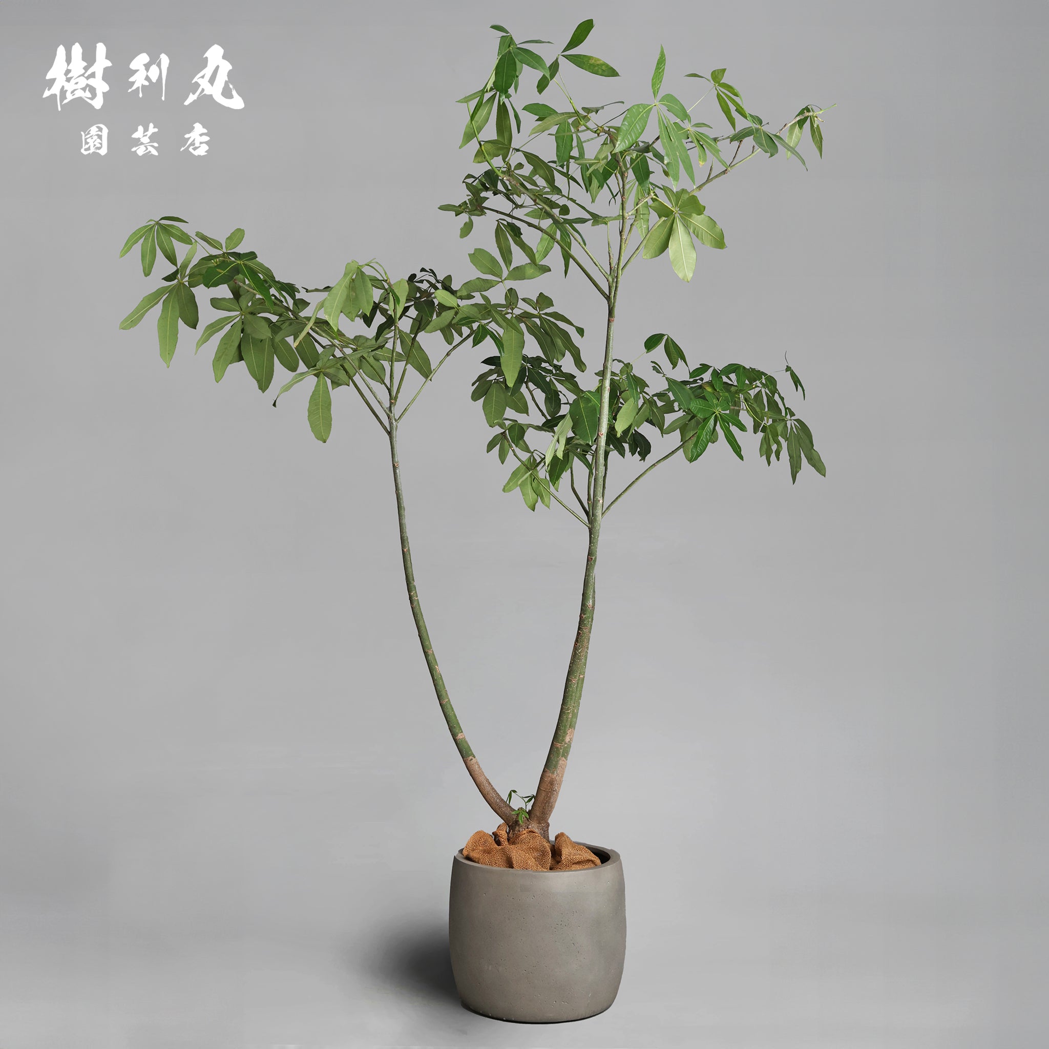 パキラ – 樹利丸 園芸店